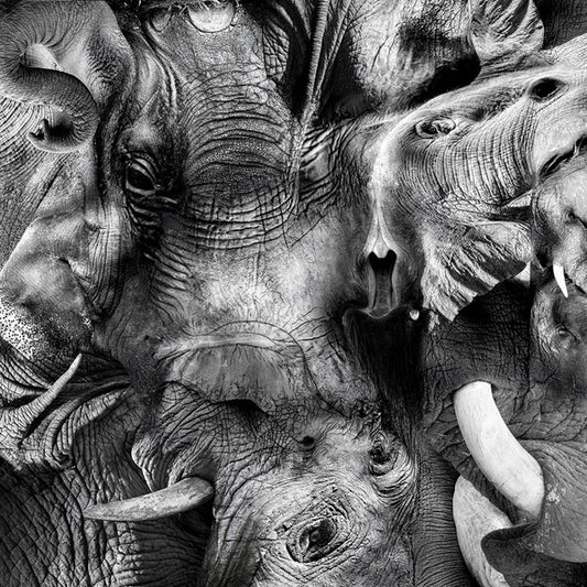 Trontsephore : Elephant EP (12", EP)