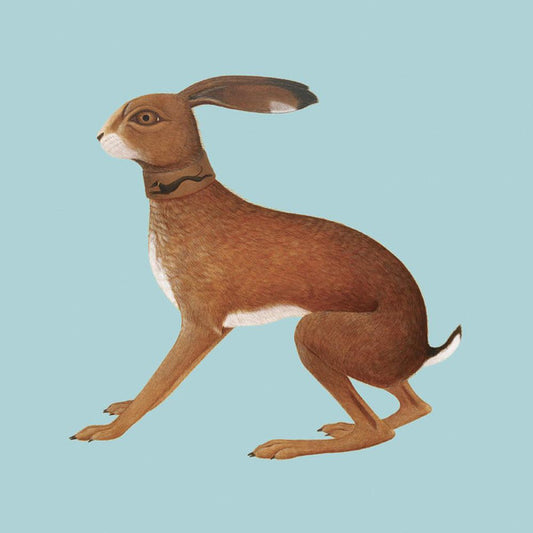 Vashti Bunyan – Lookaftering (2xLP, Ltd) vinyl record | Paranoise Records