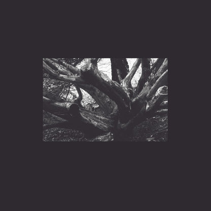 R.A.N.* : Şeb-i Yelda  (12", Ltd, Cle)