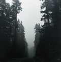 Grouper : Shade (LP, Album)