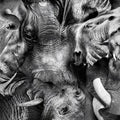 Trontsephore : Elephant EP (12", EP)