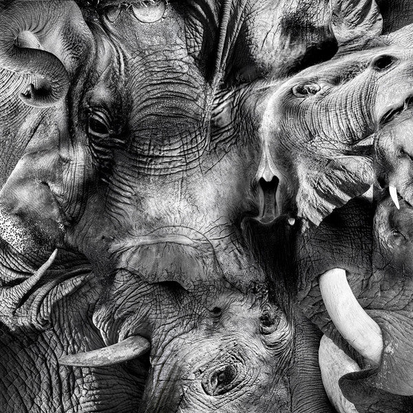 Trontsephore : Elephant EP (12", EP)