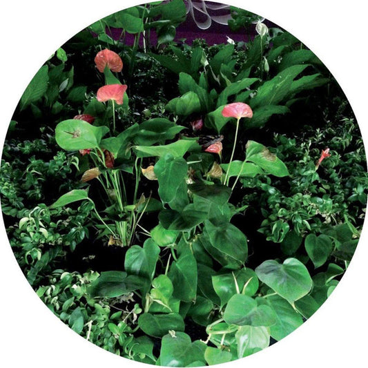 Universo (4) : Underworld EP (12", EP)