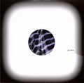 Privacy – Mnemosyne (12", EP) vinyl record | Paranoise Records